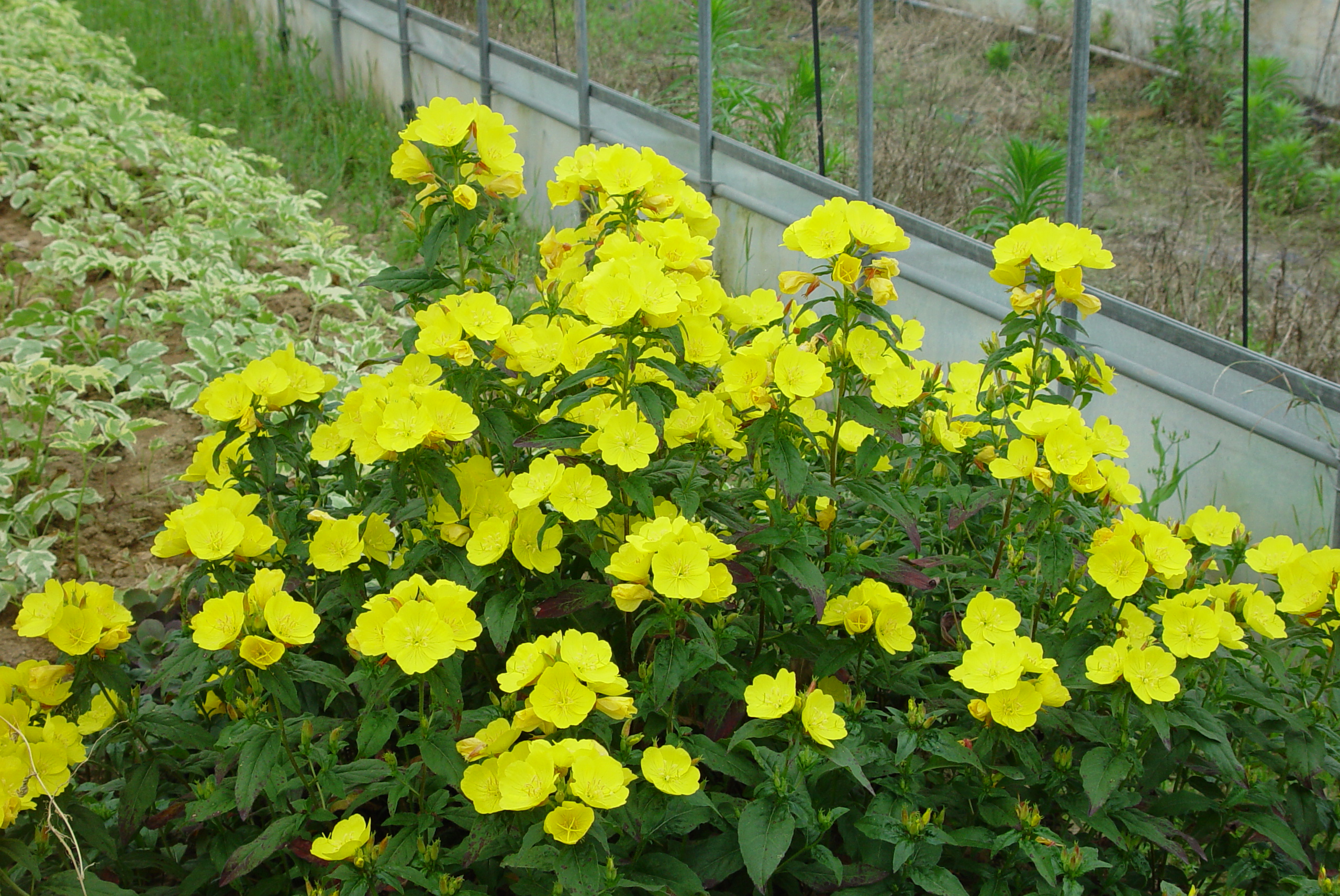 Oenothera fruticosa 'Yellow River'